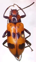 Strongylium maculicolle