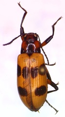 Strongylium maculicolle