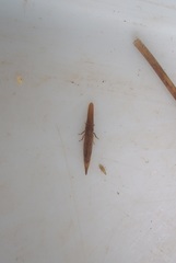 Paracephaleus hudsoni