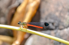 Rhinocypha pagenstecheri timorana