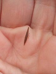 Paracephaleus hudsoni