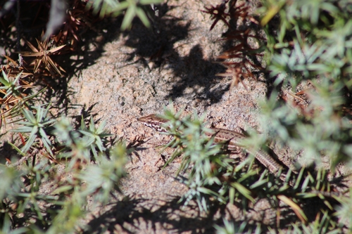 Milos Wall Lizard, Podarcis milensis