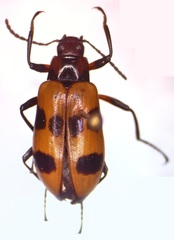 Strongylium maculicolle