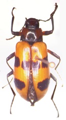 Strongylium maculicolle