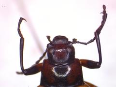 Strongylium maculicolle