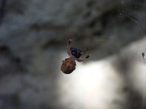 Photo of Feather-legged Lace Weaver (Uloborus plumipes)