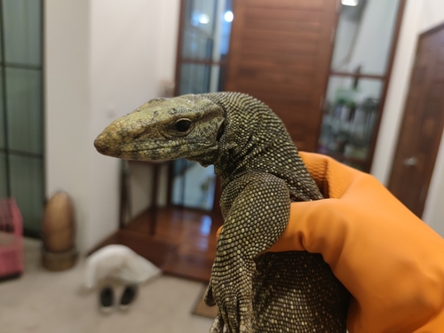 Clouded Monitor, Ban Phue, Ban Phue District, Udon Thani 41160, Thailand, photo 9 of 10