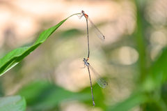 Nososticta impercepta