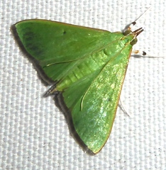 Parotis marginata
