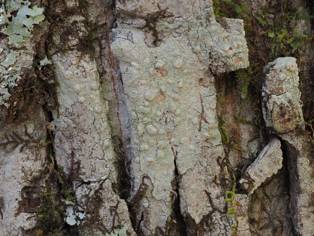Four-Spore, and Seven Xanthones Ago