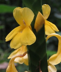 Aphelandra prismatica
