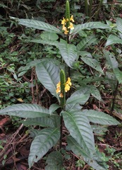 Aphelandra prismatica