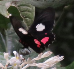Parides anchises nephalion