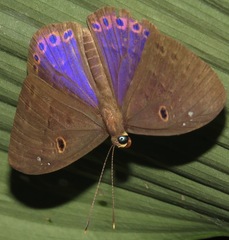 Eurybia molochina