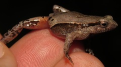 Physalaemus atlanticus