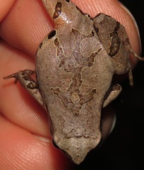 Physalaemus atlanticus