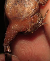 Physalaemus atlanticus