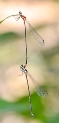 Nososticta impercepta