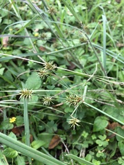 Cyperus retroflexus