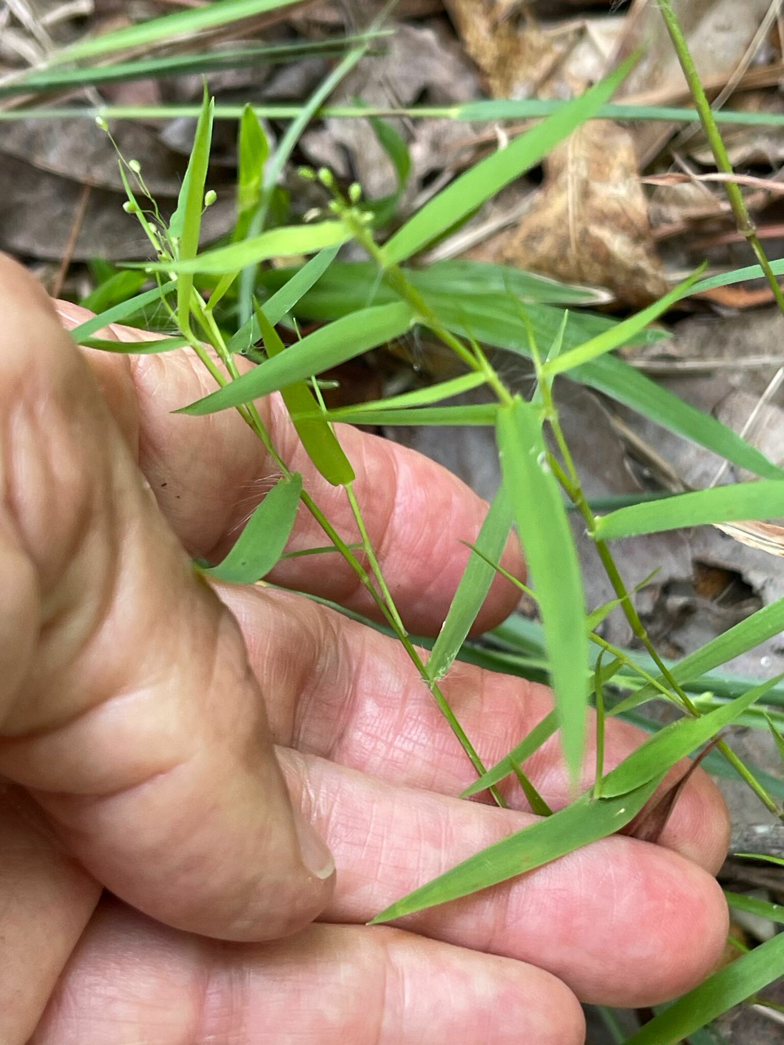 Dichanthelium acuminatum var. lindheimeri