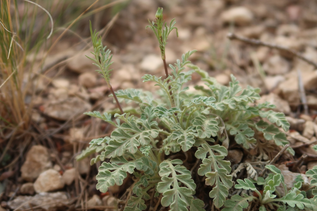 Scabiosa turolensis