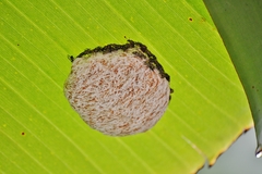 Protopolybia exigua