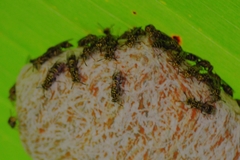Protopolybia exigua