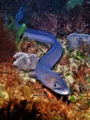 Cape Conger photo 3