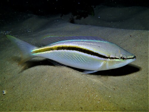 Pentapodus vitta Quoy & Gaimard, 1824