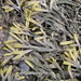 Horned Wrack - Photo (c) Svenja Heesch, some rights reserved (CC BY-NC)