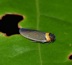 Plectoderes collaris
