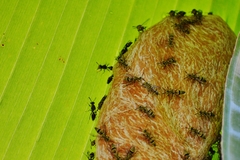 Protopolybia exigua