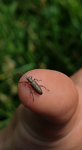 Donacia cinerea