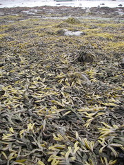 Fucus ceranoides