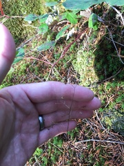 Heuchera micrantha diversifolia