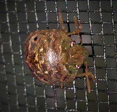 Diolcus chrysorrhoeus