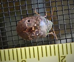 Diolcus chrysorrhoeus