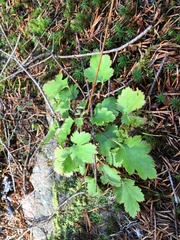 Heuchera micrantha diversifolia
