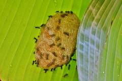 Protopolybia exigua