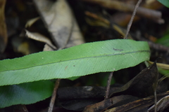 Asplenium serratum