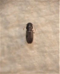 Actidium lineare