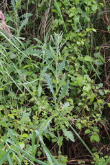 Senecio glomeratus glomeratus