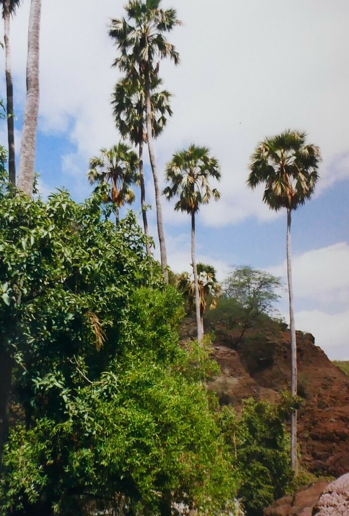 Livistona carinensis