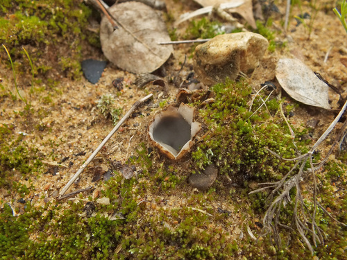 Representative image of Geopora arenosa