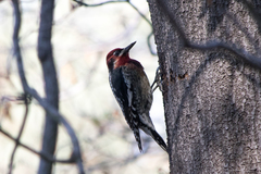 Sphyrapicus ruber × nuchalis
