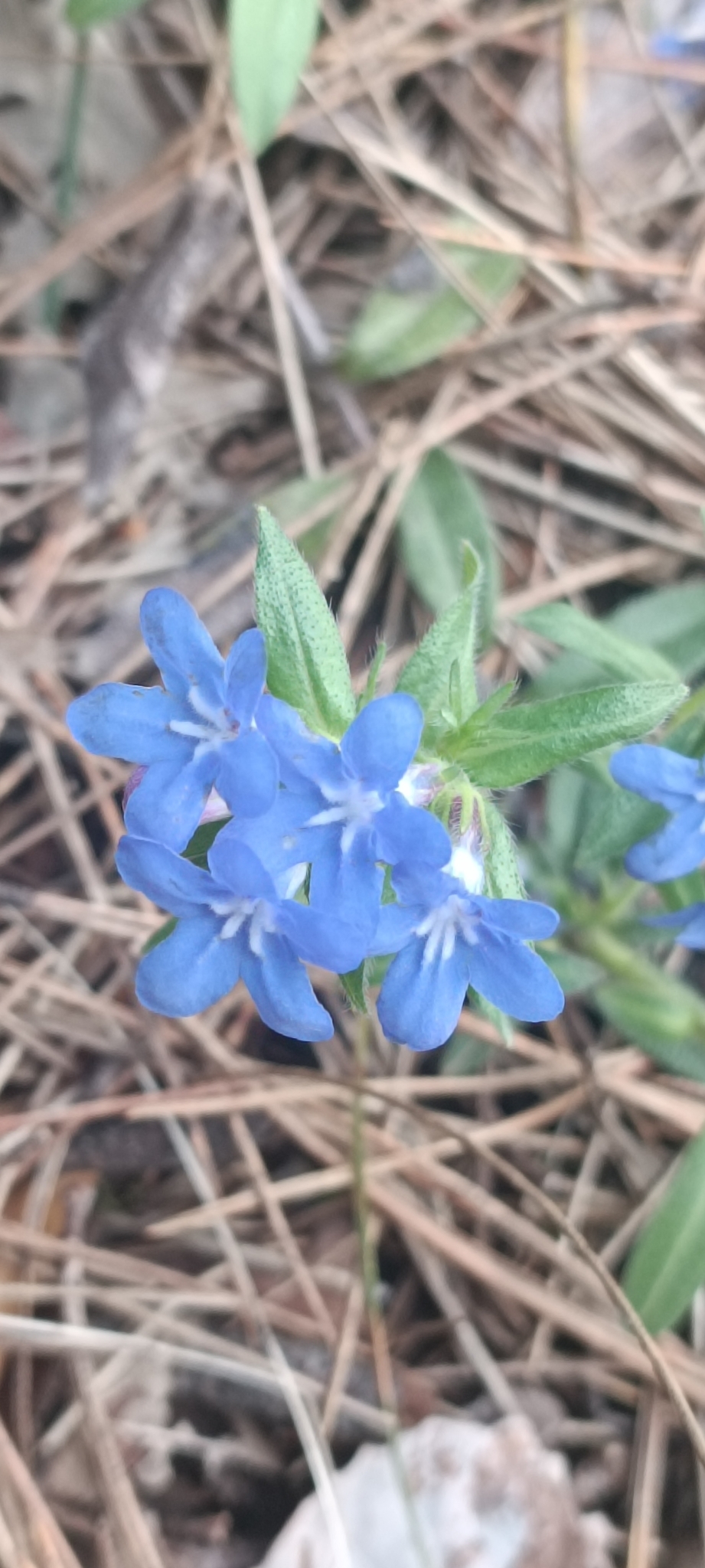 Aegonychon calabrum