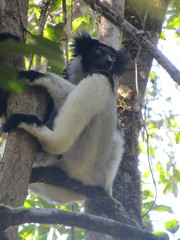 Indri indri