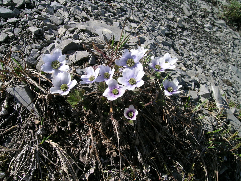 Purple Anemone (Ivvavik National Park) · iNaturalist Canada