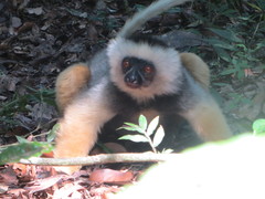 Propithecus diadema