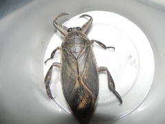 Lethocerus